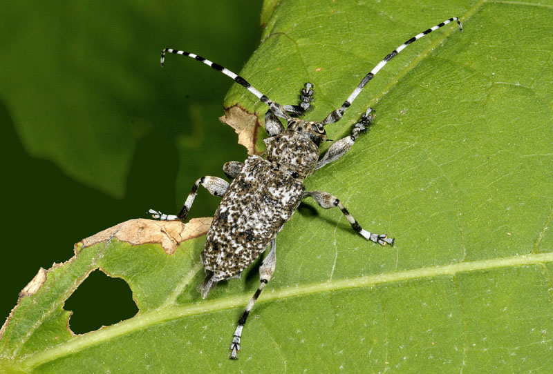 Cerambycidae: Aegomorphus clavipes? S !
